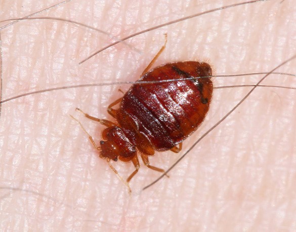 5 Tips to Avoid Bed Bugs