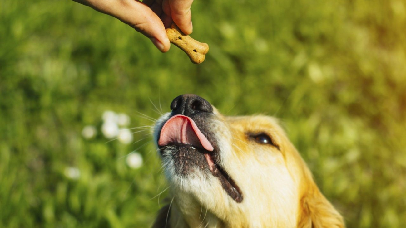 4 Things To Know About CBD Dog Treats