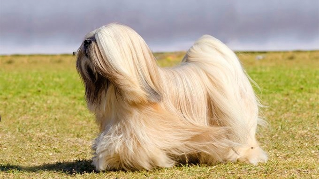 Understanding the Lhasa Apso Dog Breed