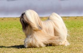 Understanding the Lhasa Apso Dog Breed 