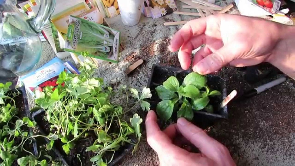 germinate stevia seeds