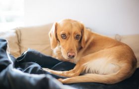 How to Keep Your Pets Healthy and Happy