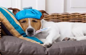 How to tell if dog has fever?