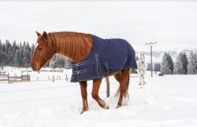 Why Different Seasons Require Different Horse Rugs