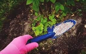 Caring for your Garden Trees This Spring – Three Things you can do