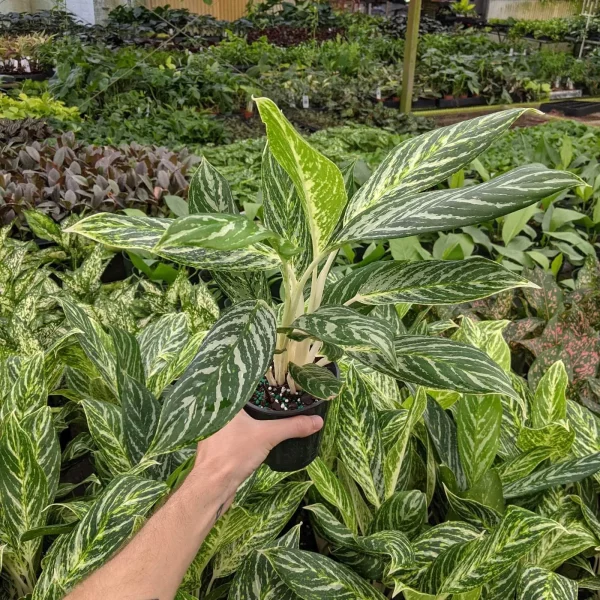 How To Care For Aglaonema Golden Madonna Plants