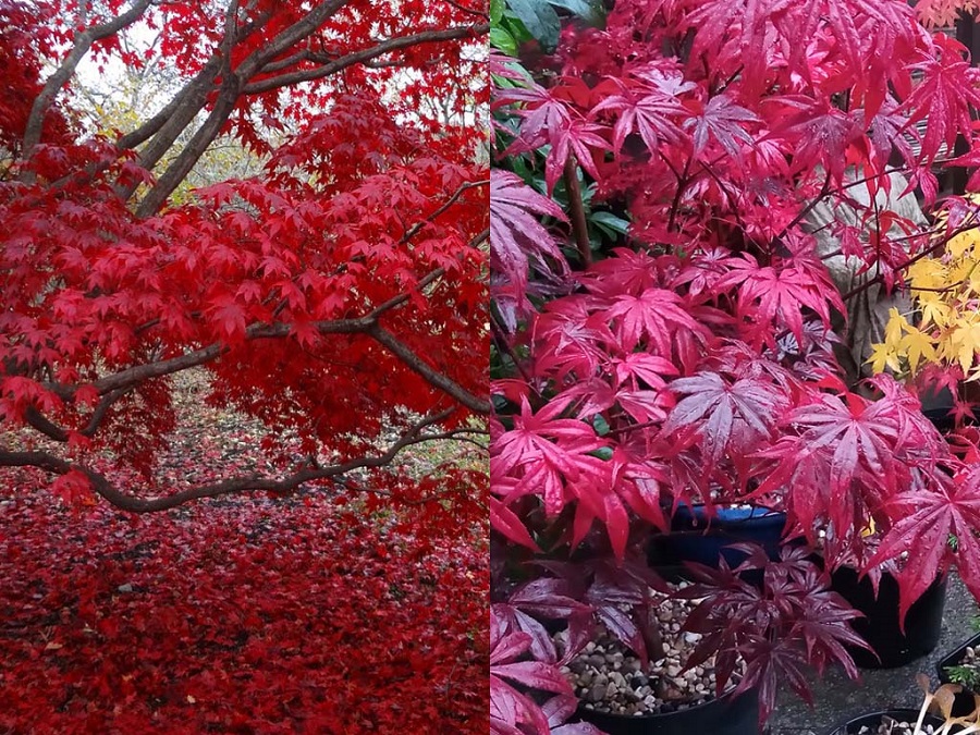 Japanese maple vs Red maple