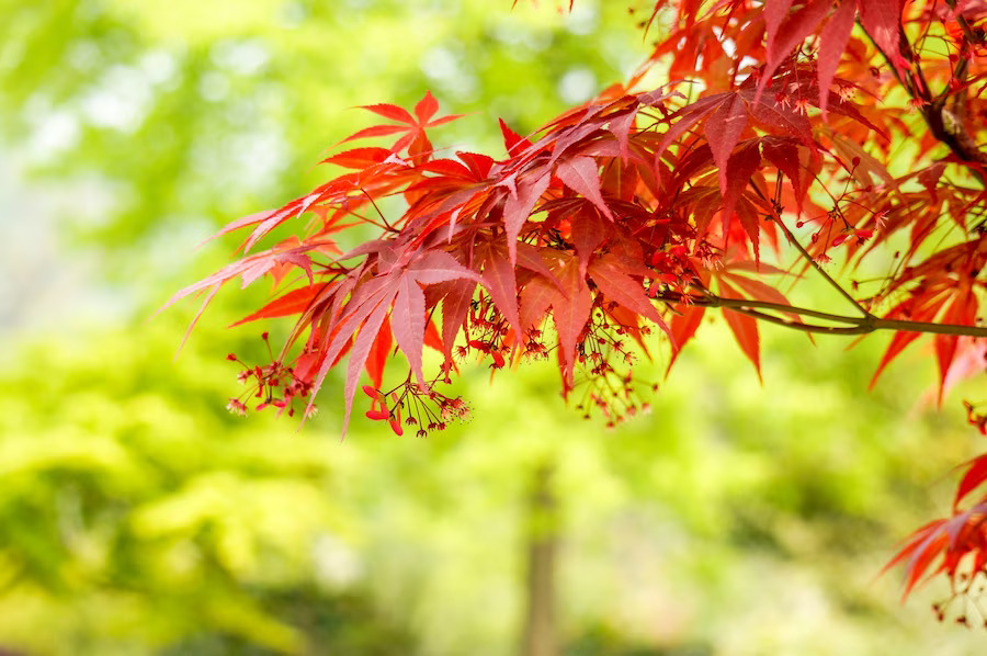 Types of Japanese Maple Trees
