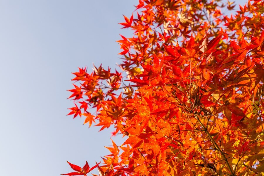 A Guide to the Different Types of Japanese Maple Trees