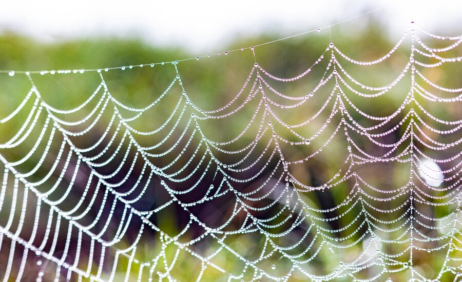 What is Spider Silk in Grounded