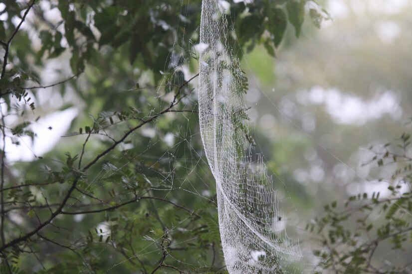 What is Spider Silk in Grounded?