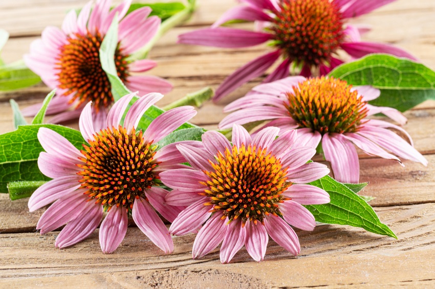echinacea plant care: Pruning and Deadheading