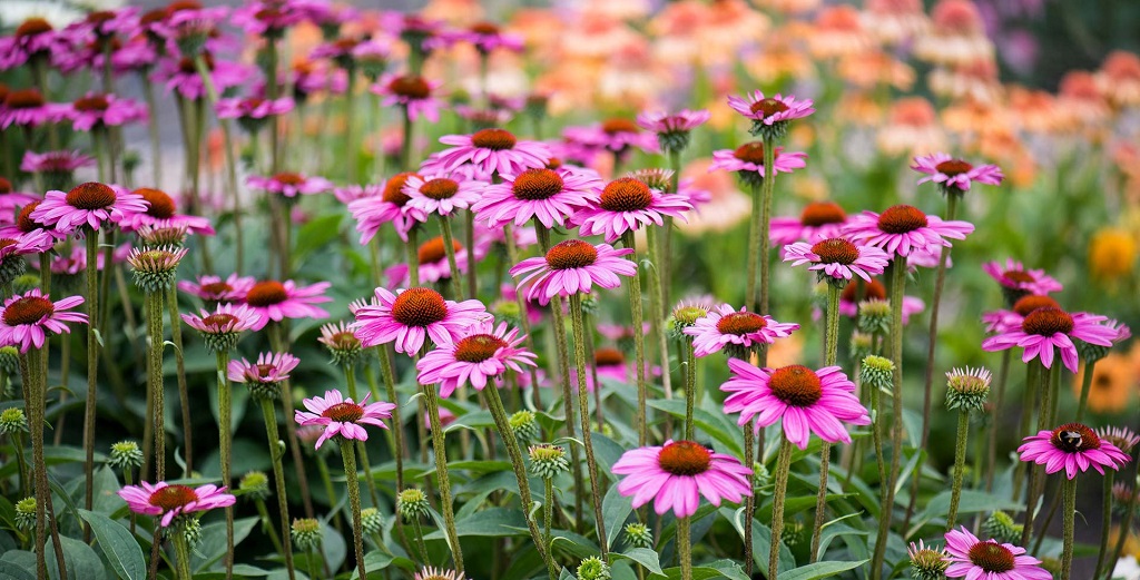 Echinacea Plant Care: A Comprehensive Guide