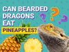 Can Bearded Dragons Eat Pineapple?