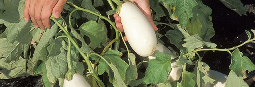 When to Pick White Eggplant? The Expert Guide