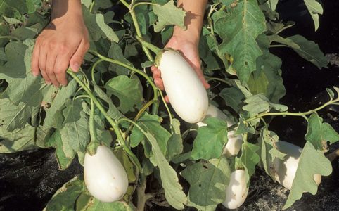 When to Pick White Eggplant? The Expert Guide