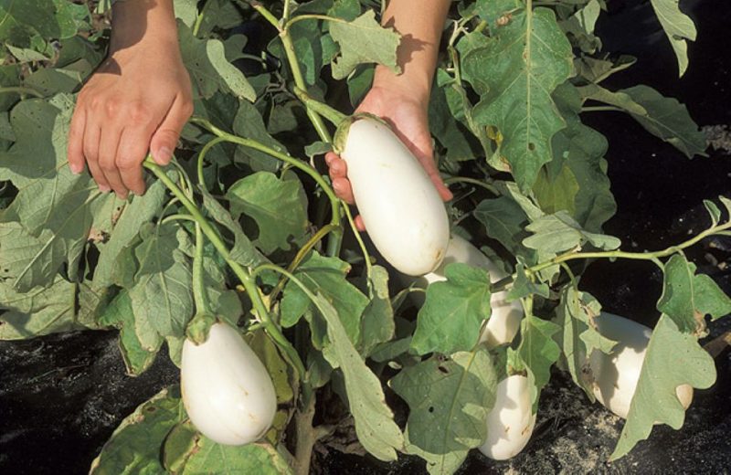 When to Pick White Eggplant? The Expert Guide