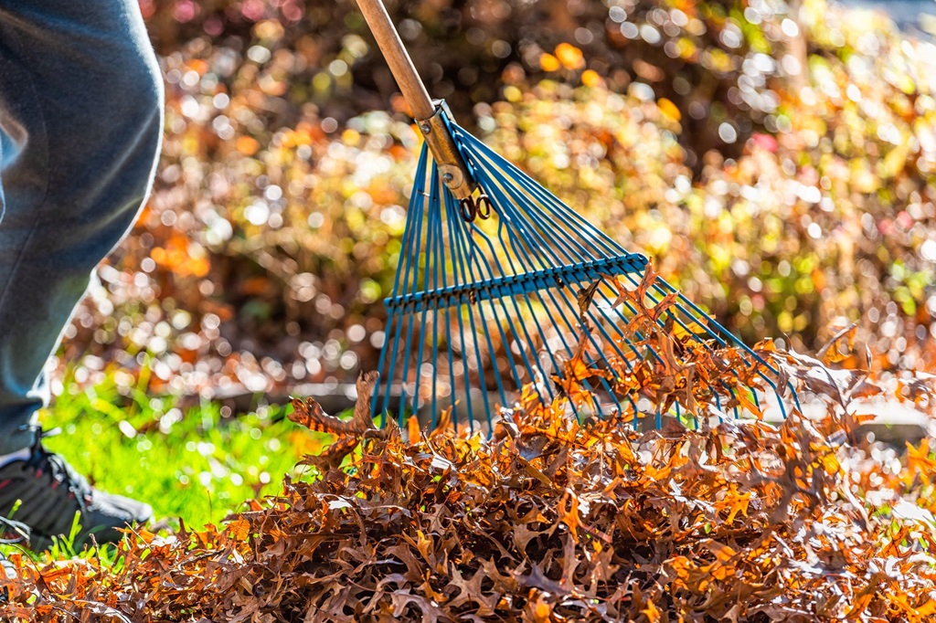 What is the best rate for raking leaves?