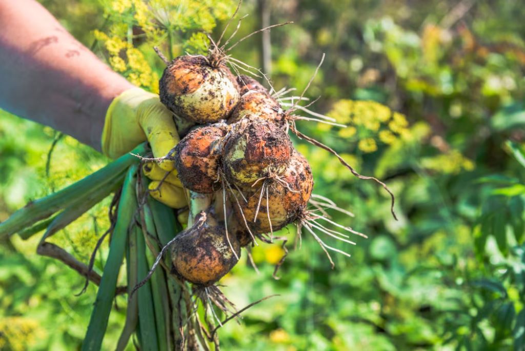 How do I harvest my onions?