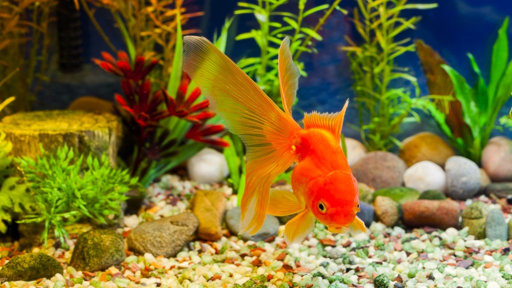 Changing Aquarium Substrate Safely: A Comprehensive Guide for Fishkeepers