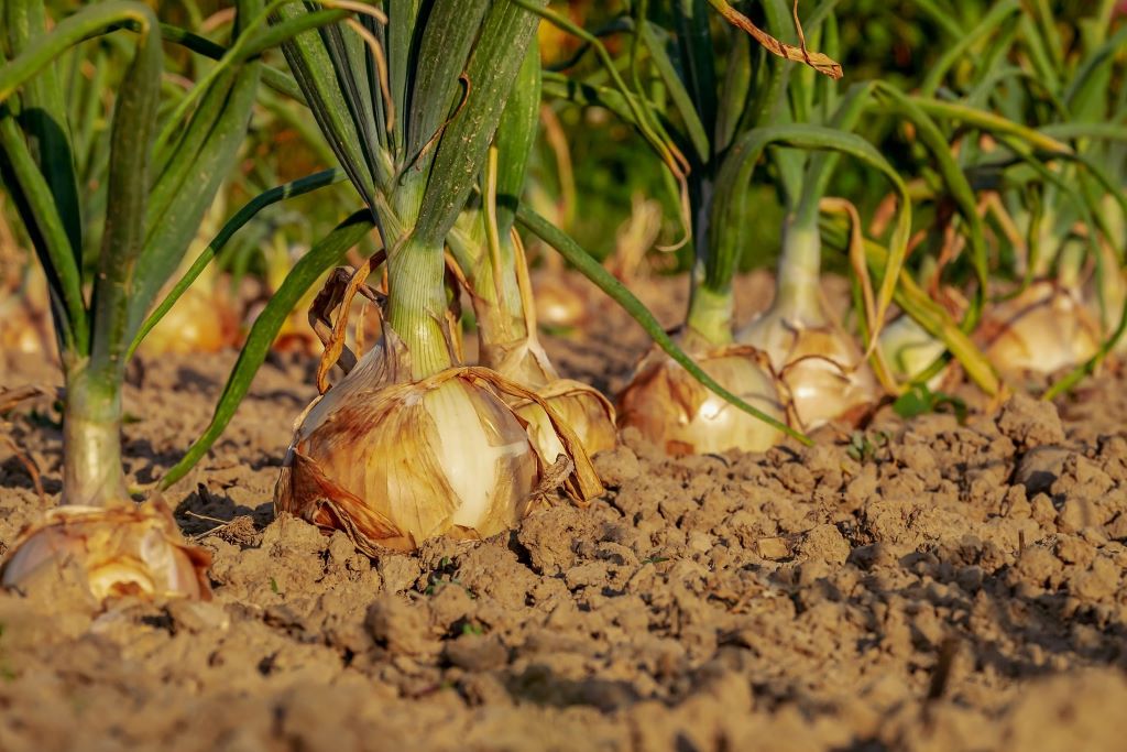 How do you harvest onions step by step?