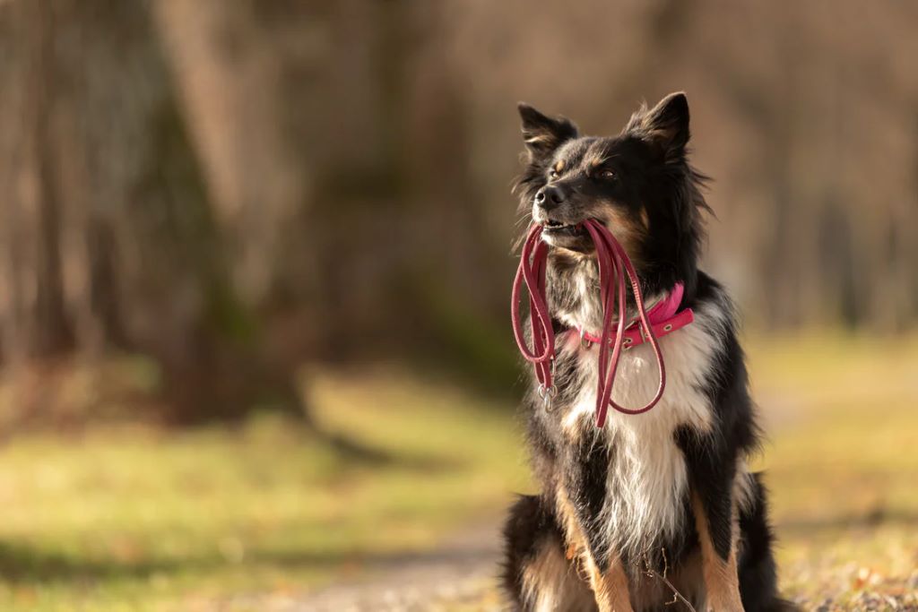 How to use a shock collar to stop barking?