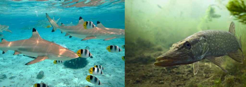 How are fish adapted to freshwater vs saltwater habitats