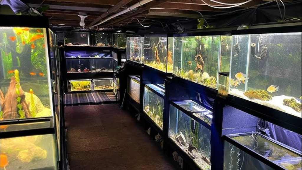 How do I get my fish to breed in my aquarium