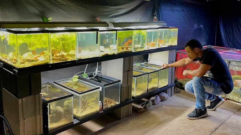 Which aquarium fish is best for breeding