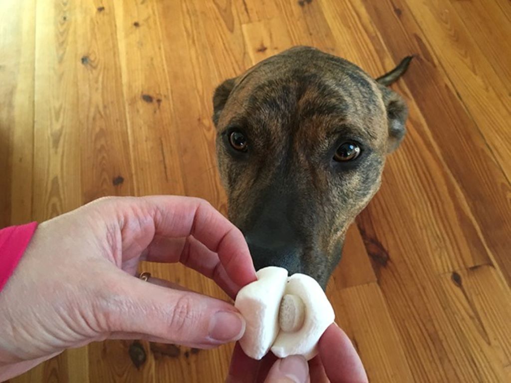 How to give a picky dog medicine