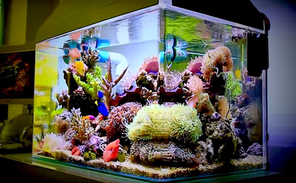 How to maintain a nano aquarium