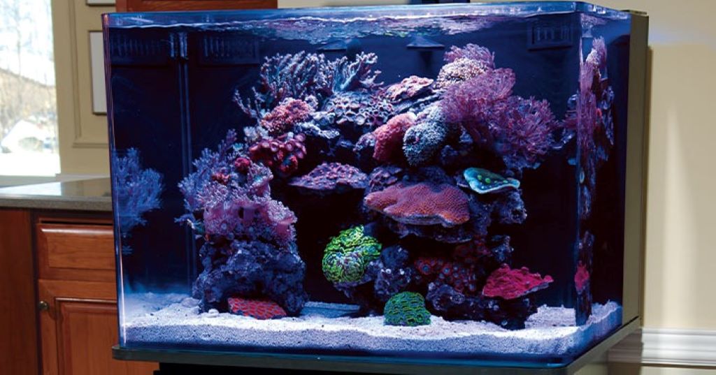 How to maintain a nano reef tank