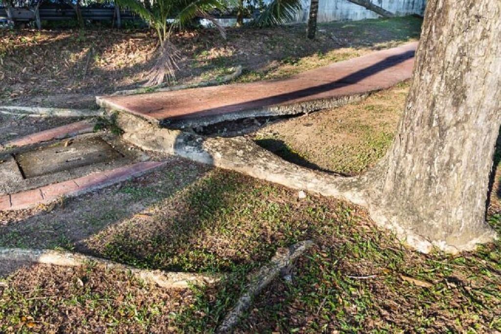 How do you fix concrete raised by tree roots