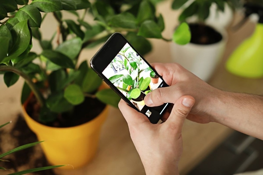 Apps for Identifying Edible Wild Plants Using Image Recognition