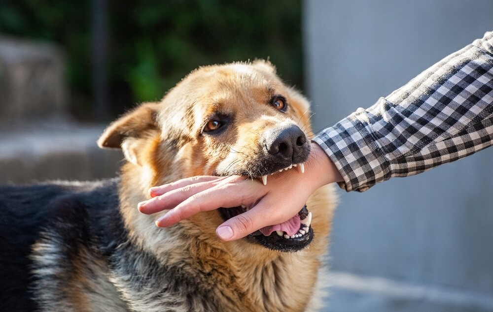How to Deal With an Aggressive Dog Bite: Safety & Recovery Tips