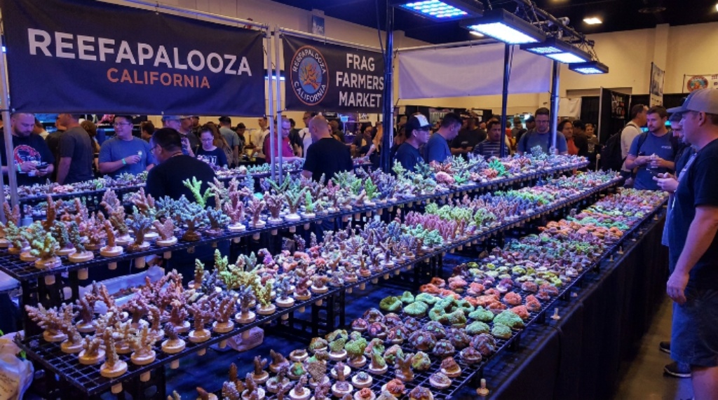 Colorful coral frags on display at Reefapalooza California aquarium show